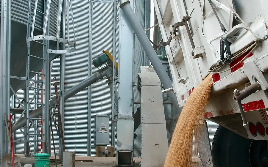 Grain being tipped from a truck at a silo