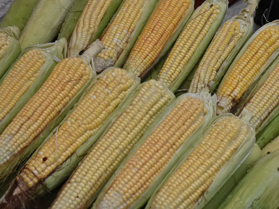 Yellow maize cobs
