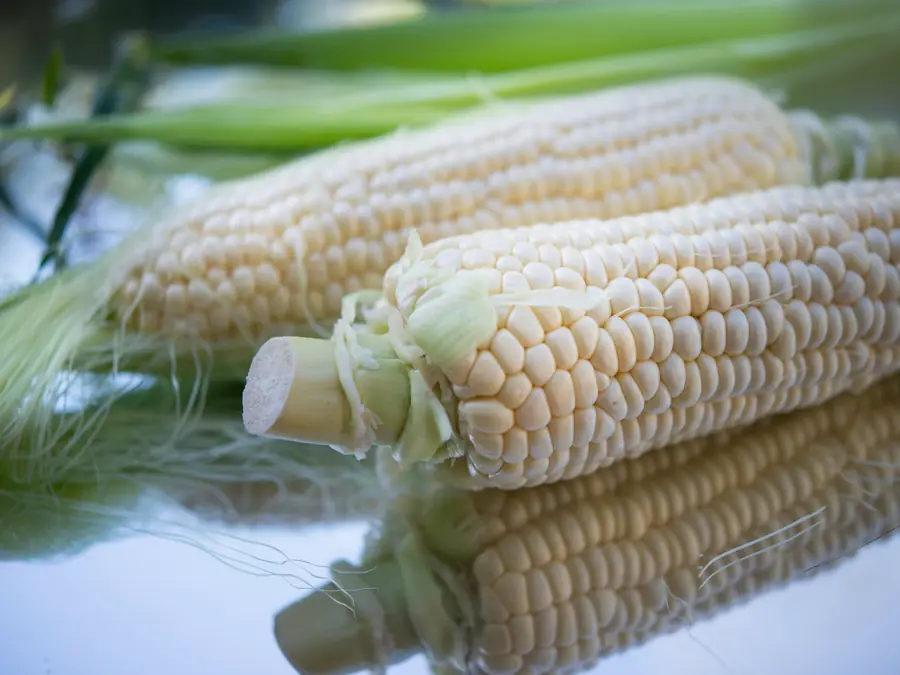 White maize cobs